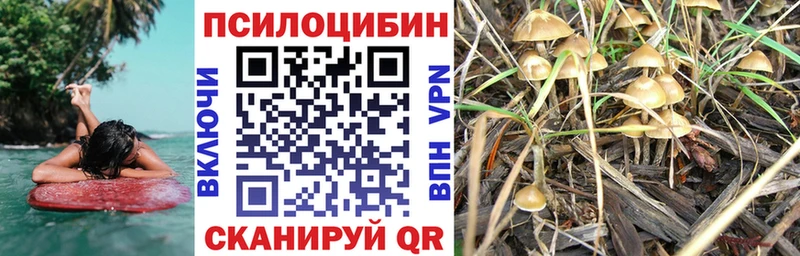 дарнет шоп  Сясьстрой  Псилоцибиновые грибы ЛСД 